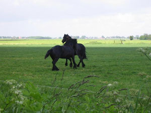 Cavalli di Frisia